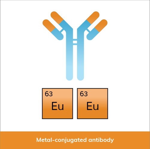 Metal-conjugated antibody